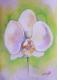 Orchidee - Ute Weprich - Pastell auf Papier - Blumen - 