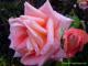 Rose mit Tautropfen - Petra PStarosky -  auf  - Sonstiges-Rosen-Morgen - 