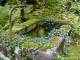 Brunnen - Petra PStarosky -  auf  - Wald-Sonstiges - 