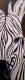 Zebra - Sabrina Pleiner - Acryl auf Leinwand - Sonstiges - 