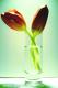 Pairs of Tulips - Melanie Hinckel -  auf  - Sonstiges - 