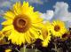 Sonnenblumen 02 -  C.Hillinger -  auf  - Blumen - 