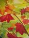 Herbstgold -  Lena Wanner - Acryl auf Leinwand - Sonstiges - 