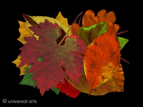 Leaves 3 von Mario Strack - Galerie Studio    universal arts - Array auf  - Array - 