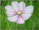 Cosmea -  Shyleen - Acryl auf Leinwand - Sonstiges - 