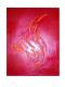 Flame -  rubioloco - Acryl auf Leinwand - Sonstiges - 