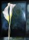 BlÃ¼tentanz - Marion SchÃ¤fter - Ãl auf Leinwand - Blumen - Realismus