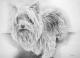 Yorkshire Terrier Portrait (2004) Stefan Weber - Stefan Weber - Bleistift-Graphit auf  - Sonstiges-Portrait - 