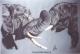 Zwei ringende Elefanten (1999) Janette Herlinger - Janette Herlinger - Pastell-Kohle auf  - Sonstiges-Elefanten - 