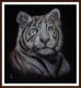 Weisser Tiger - Jacqueline Scheib - Pastell auf Papier - Raubkatzen - Naturalismus