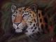 Dschungel Leopard - Jacqueline Scheib - Kreide-Pastell-Sonstiges auf Papier - Raubkatzen - Realismus