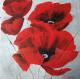 Mohn 2 - Barbara Schui -  auf Leinwand - Mohn - 