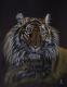 Bengal-Tiger - Jacqueline Scheib - Pastell auf Papier - Raubkatzen - Naturalismus