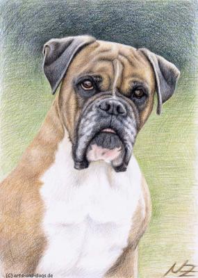 Boxer Portrait - Nicole Zeug - Array auf  - Array - 