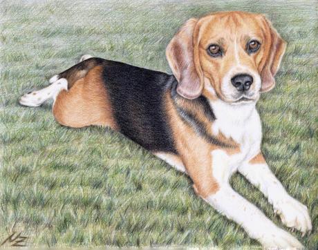 Beagle im Gras - Nicole Zeug - Array auf  - Array - 