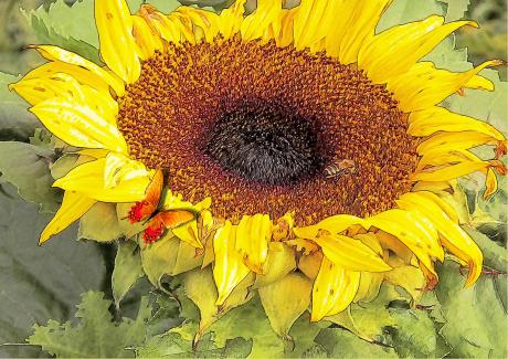 Sonnenblumenflair - Gabriele Nedilka - Array auf  - Array - 