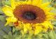 Sonnenblumenflair - Gabriele Nedilka - Mischtechnik-DigitaleKunst auf  - Fantastisch-Sonnenblumen-Insekten-Freude-Sommer - 