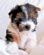 Biever Yorkshire Terrier Welpe - Gabriele Nedilka - Mischtechnik-DigitaleKunst auf  - Hunde-Freude-Harmonie-Hoffnung-Liebe-Sehnsucht-StÃ¤rke-Zuneigung - 
