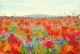 Brockenmohn - Fred Hahn -  auf Nessel - Berge-Himmel-Wald-Wiese-Sommer - GegenstÃ¤ndlich