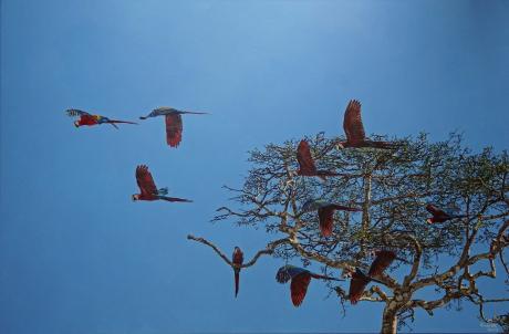 Papageien-Baum - dunjate Kunst in Acryl - Array auf Array - Array - Array